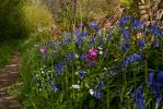 Bluebell path © Nick Thorne.