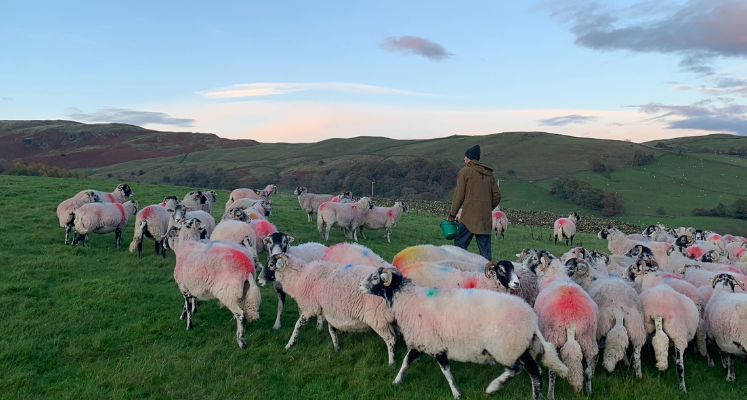 A herd of sheep with a farmer in the middle in a field