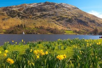 Beautiful daffodils in from of majestic mountains at Ullswater