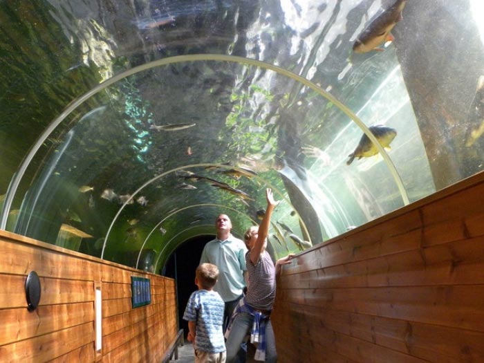 Family looking up at fish in a glass tunnel