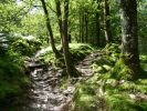 Woods near Langdale © Andrea Hills.