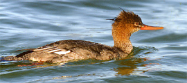 Red-breasted merganser copyright Peter Wallack