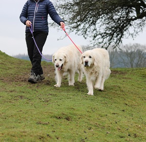 Dogs on a lead exploring the Lake District.