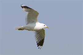 Common gull copyright Arthur Grosset