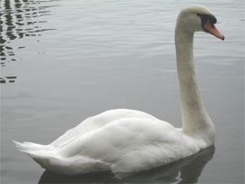 Swan copyright Helen Reynolds