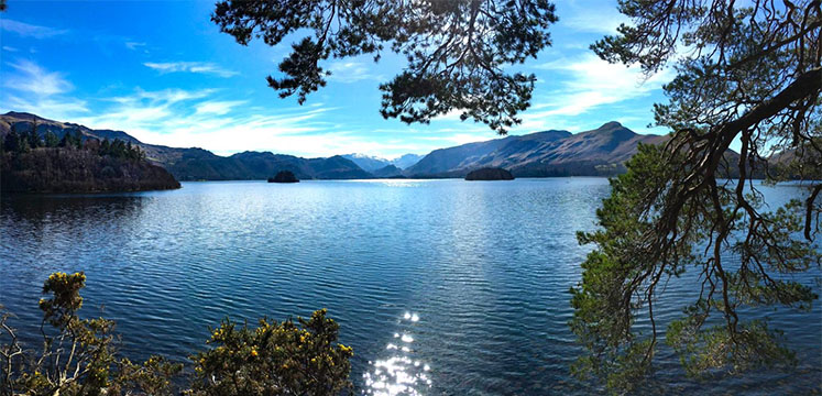 Pine trees overhanging the shore of a lake with fells on the far shore