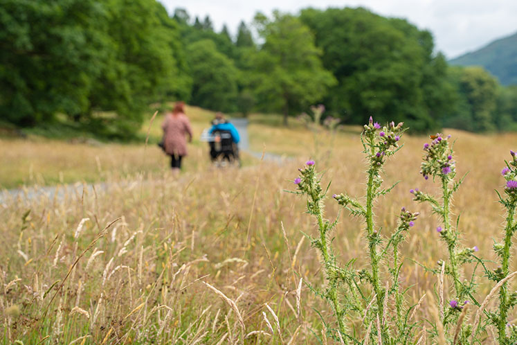 Field of Walkers - West Windermere Way