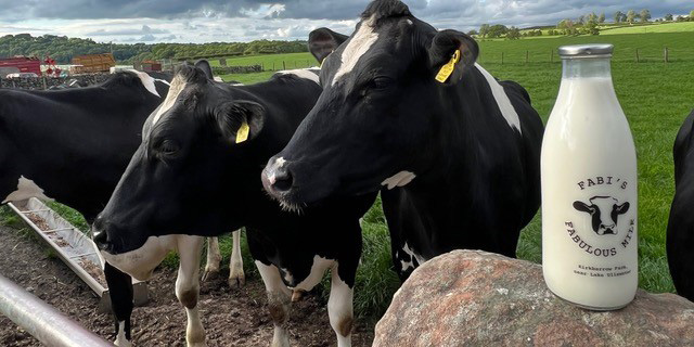 cows in a field