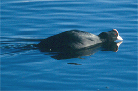 Coot copyright Arthur Grosset