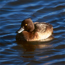 Tufted duck copyright Arthur Grosset