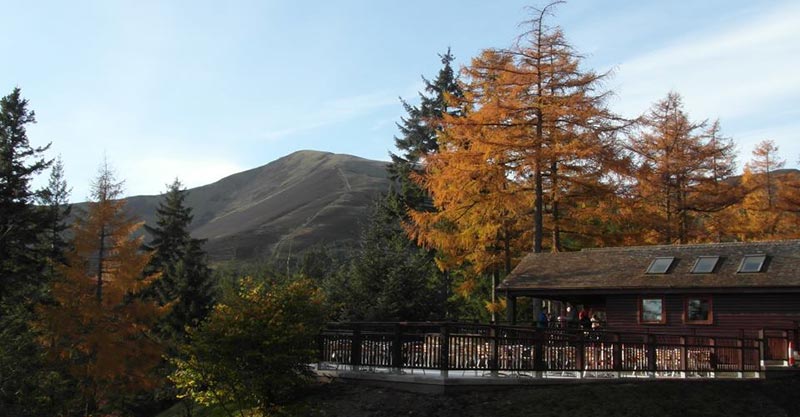 Cafe over looking forest at Whinlatter