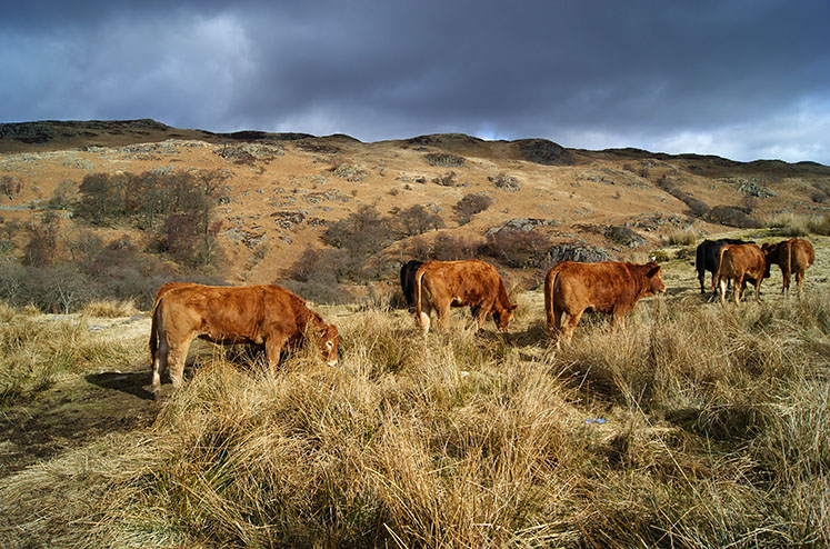 Cows grazing in Grizdale