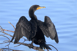 Cormorant copyright Peter Wallack