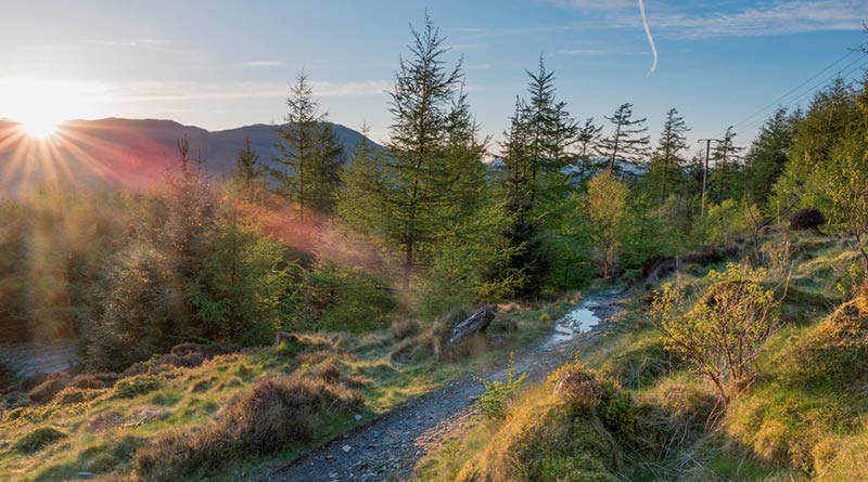 View along a forest track in Grizedale forest 