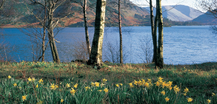 Daffodils by Ullswater copyright Val Corbett