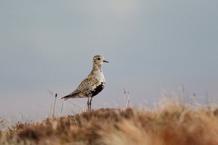 Golden Plover