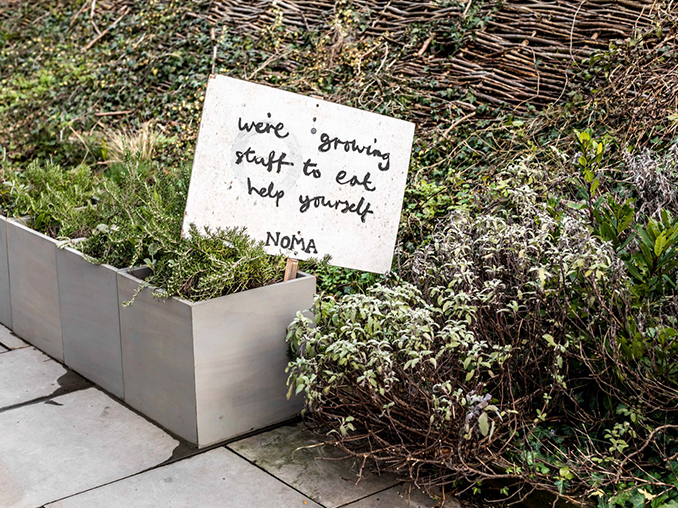 Planters with herbs and edible plants in.