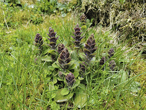 Photograph of flora - pyramidal bugel