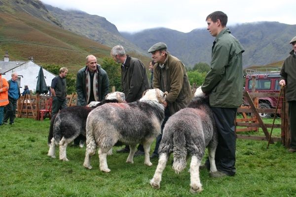 Photo of farmers and herdy sheep in the hills of Cumbria