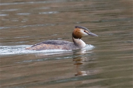 Great-crested grebe copyright Arthur Grosset