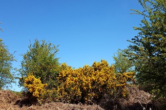 Gorse bush in flower