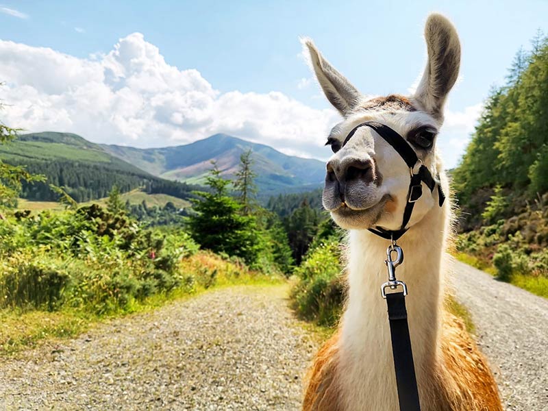 An alpaca walking in the Lake District