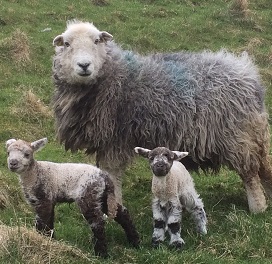 A ewe with two lambs