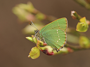 Photo of a green hairstreak butterfly