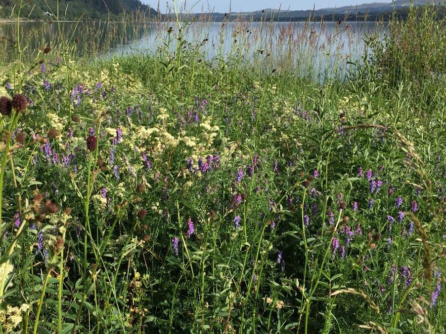 nature reserve - bassenthwaite