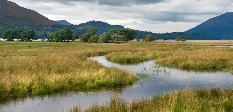 Reed beds of the River Derwent copyright Charlie Hedley