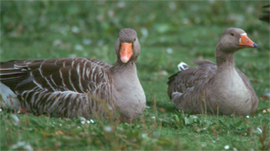 Greylag goose copyright Arthur Grosset