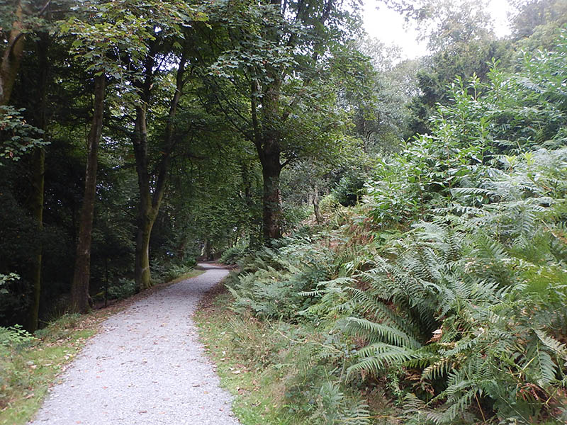 Tall trees on either side of the path.