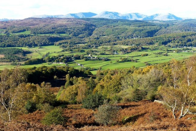 a wide shot of one of the woodlands at Rusland