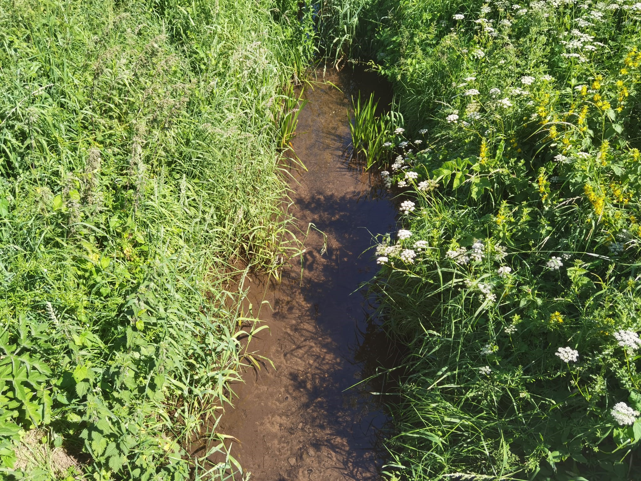 Eden Catchment - Nutrient Neutrality North West