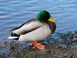 Mallard duck copyright Andrea Hills