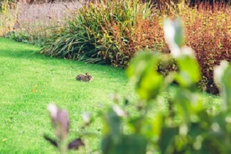 A rabbit enjoying the Brockhole on Windermere gardens.