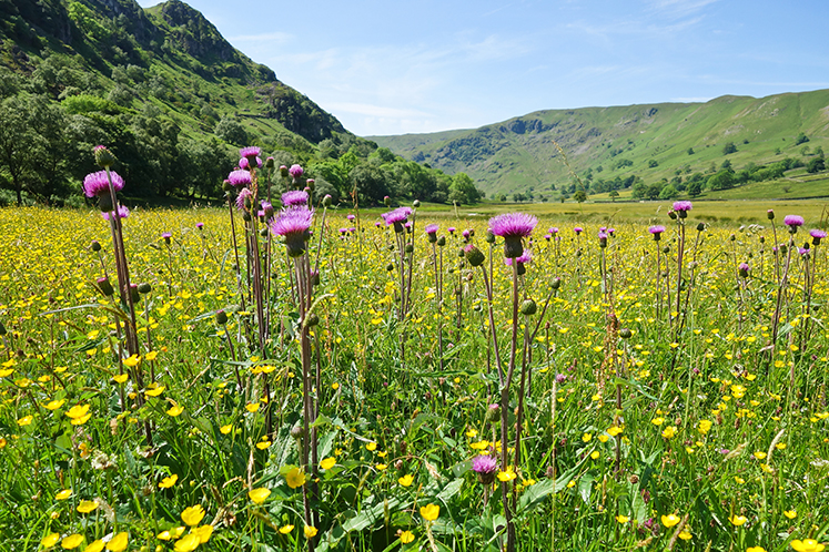 Swindale Meadow - Nature header image