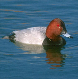 Pochard copyright Andrea Hills