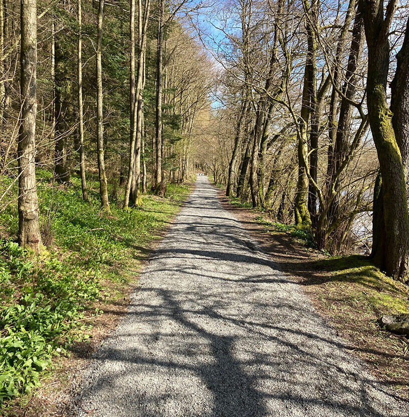 Wide gravel path amongst tall trees.