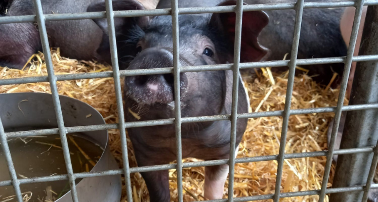 Pig looking through mesh fence at farm