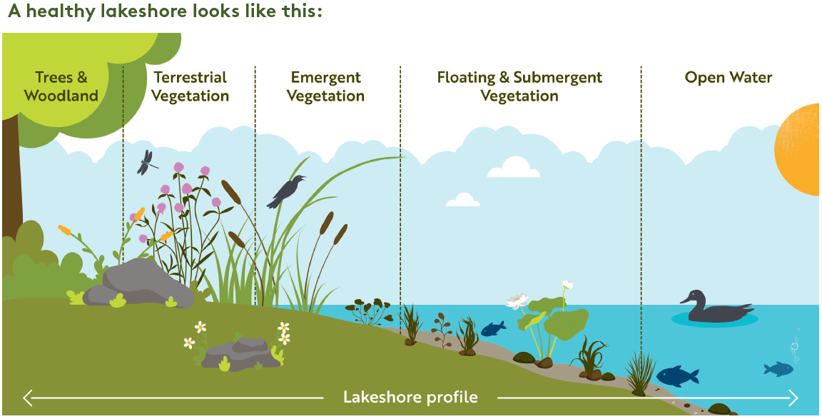 Healthy shoreline - Bassenthwaite Banks Point project