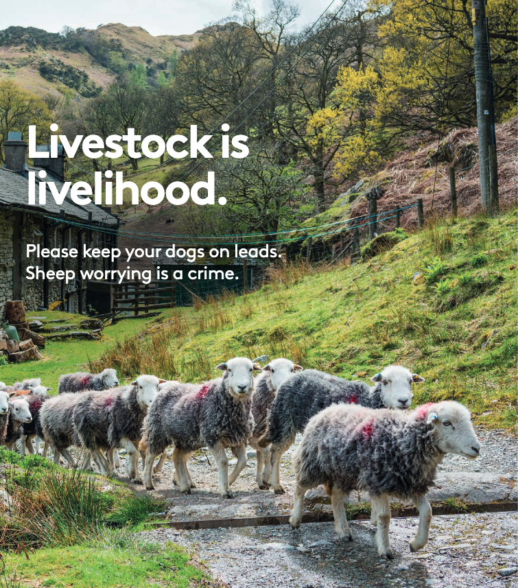 Livestock is livelihood. Please keep your dogs on leads. Sheep worrying is a crime.