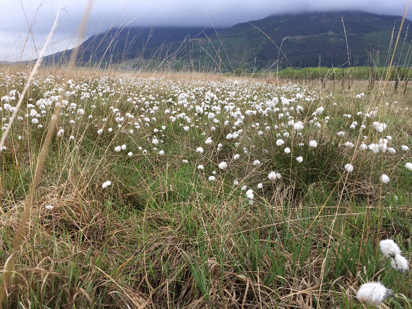 Bassenthwaite - white flowers