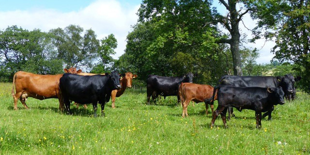 Cows in a field