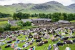 Herdwicks in Langdale @ John Hodgson