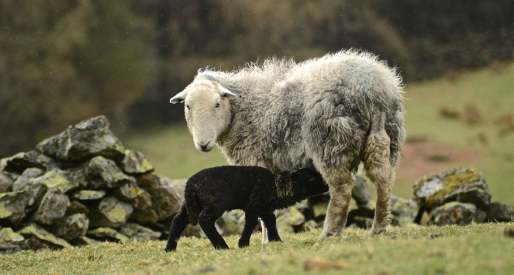 High Brockstones ewe and lamb, credit Rob Fraser.