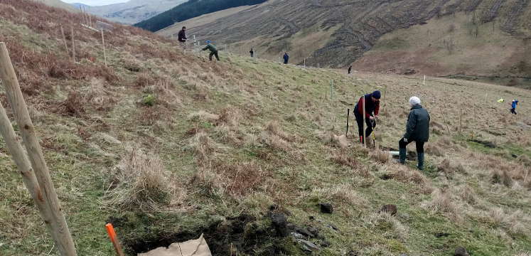 Volunteers planting trees at Breasthigh Road. 