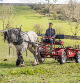 farmer Tom Dutson of Rosgill Hall Farm with a Dales’ pony. These play an important role in managing traditional hay meadows through muck spreading, harrowing and rolling. By using ponies, they are reducing carbon emissions and soil compaction, and playing a part in keeping alive the heritage of working with ponies and horses. 