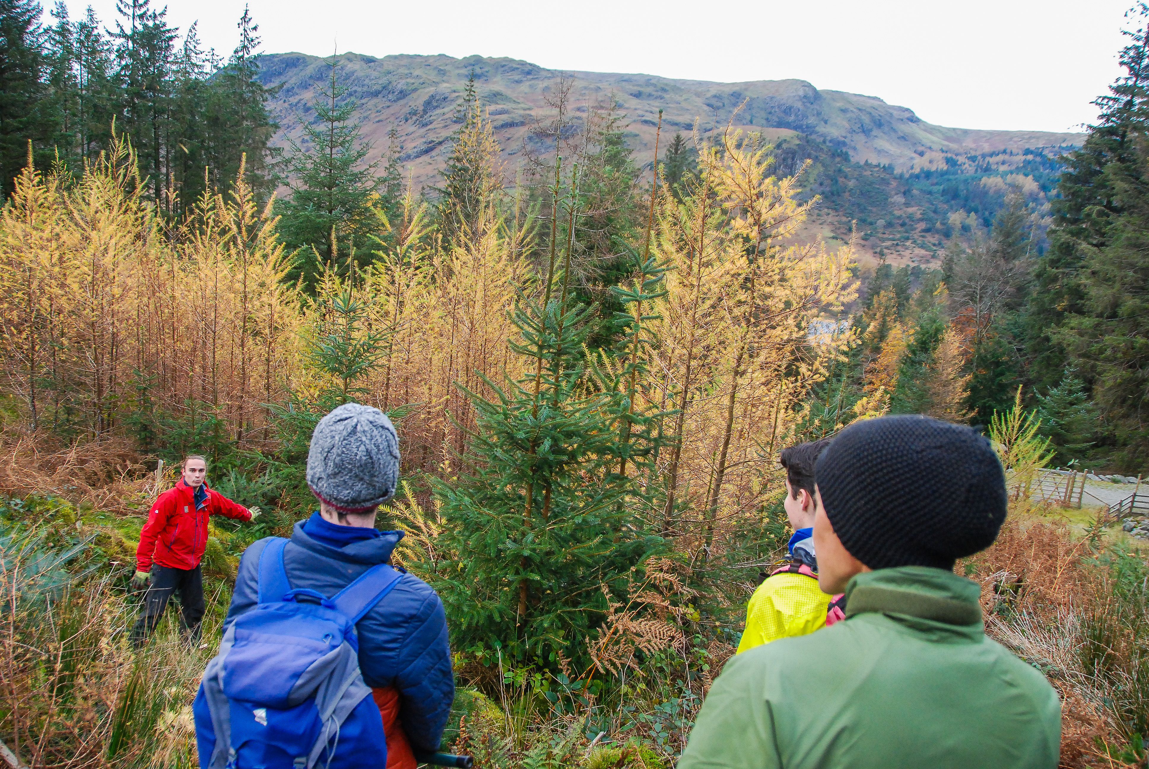 Young Rangers removing non native conifers