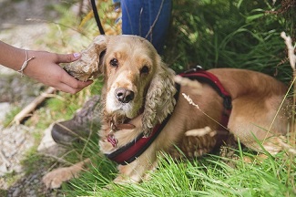 Lake District National Park guided walk